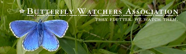 Butterfly Watchers Association